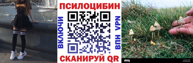Купить  Грязи  Псилоцибиновые грибы Psilocybe 